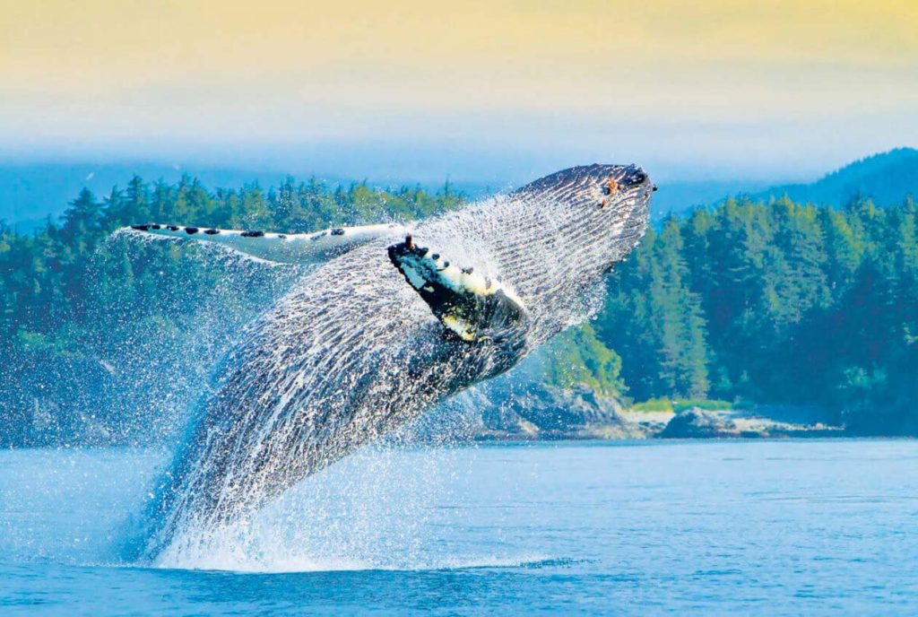 Coastal Treasures: Embarking on a Voyage of Discovery Along Alaska’s Magnificent Shorelines